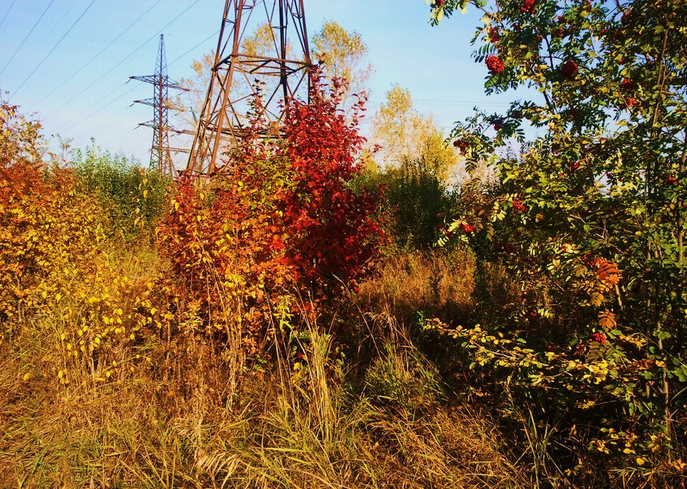 Осенние заросли