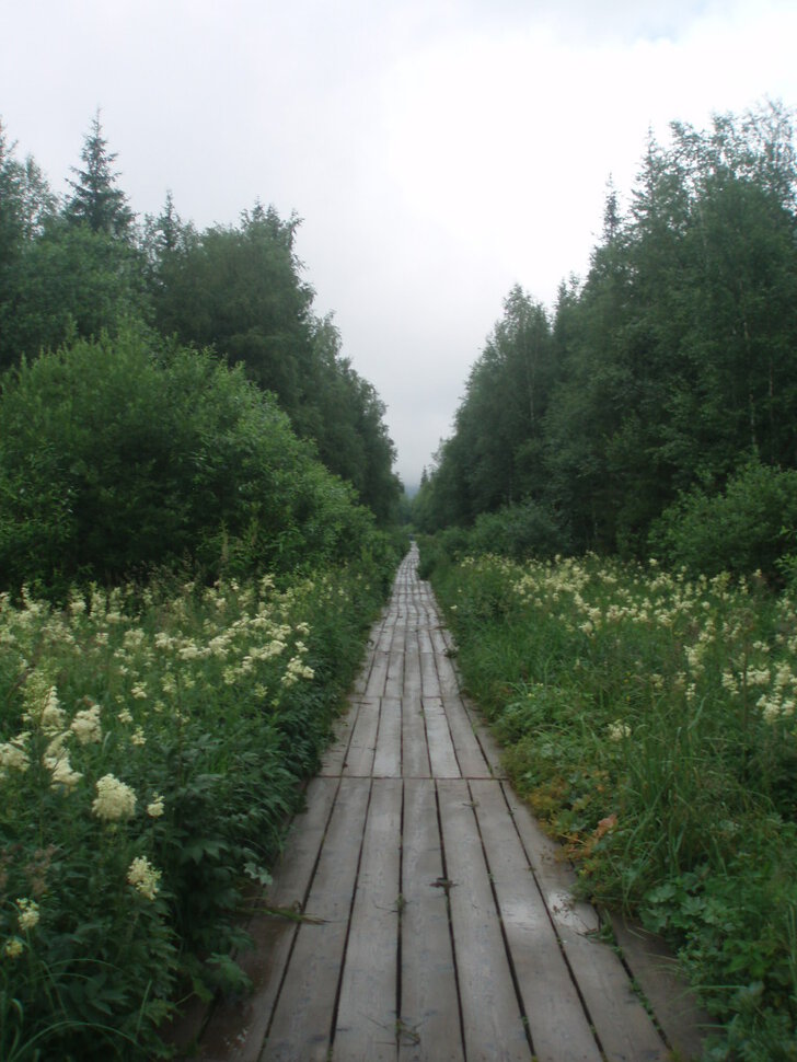 Там чудеса, там леший бродит