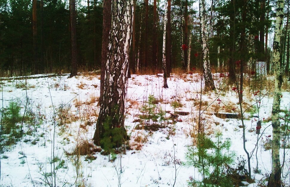 У березки