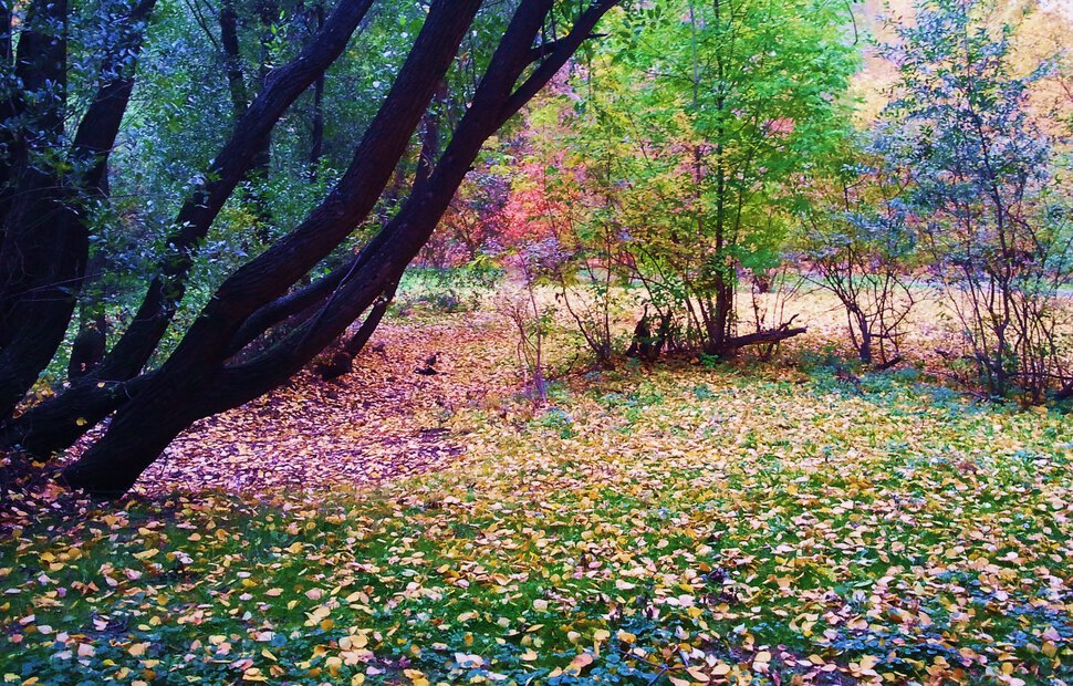 В осеннем парке