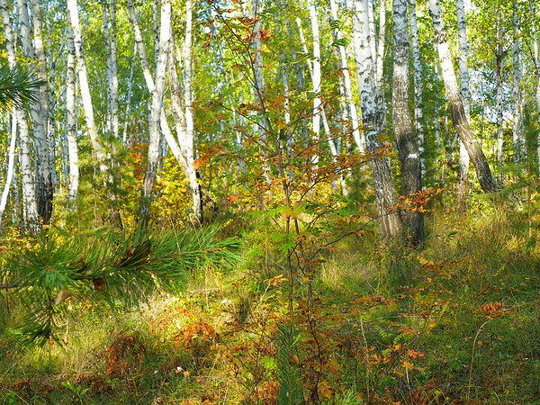 Природа Урала. Осень 2012