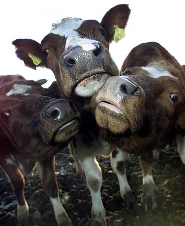 Веселые коровы