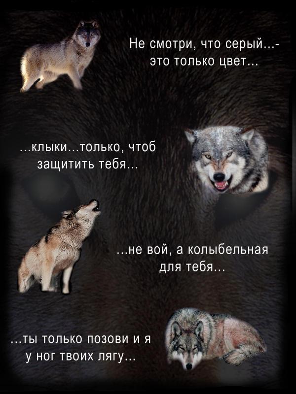 Картинки с волками и цитатами