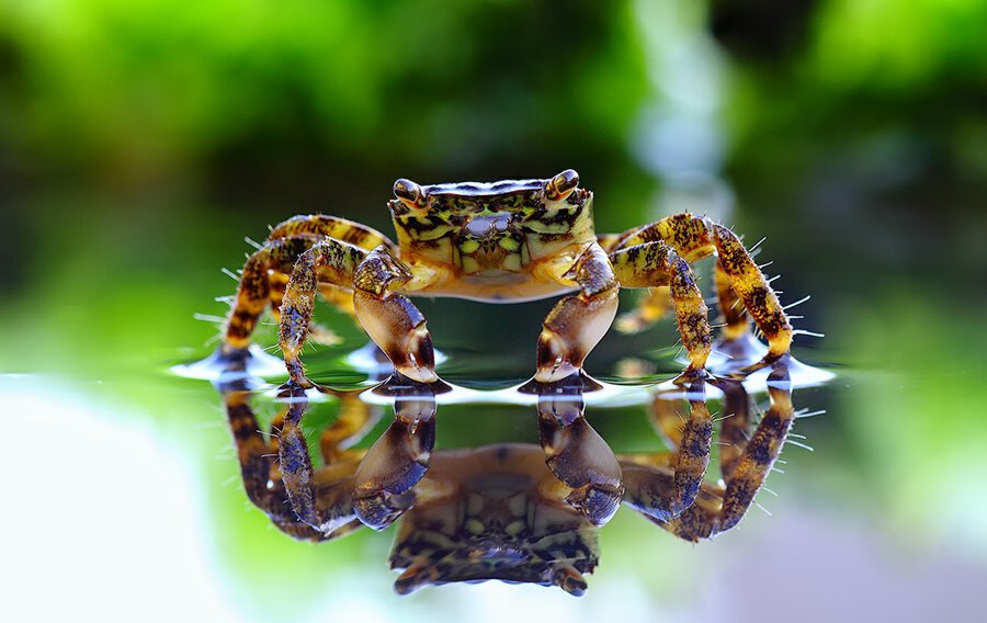 Крабик