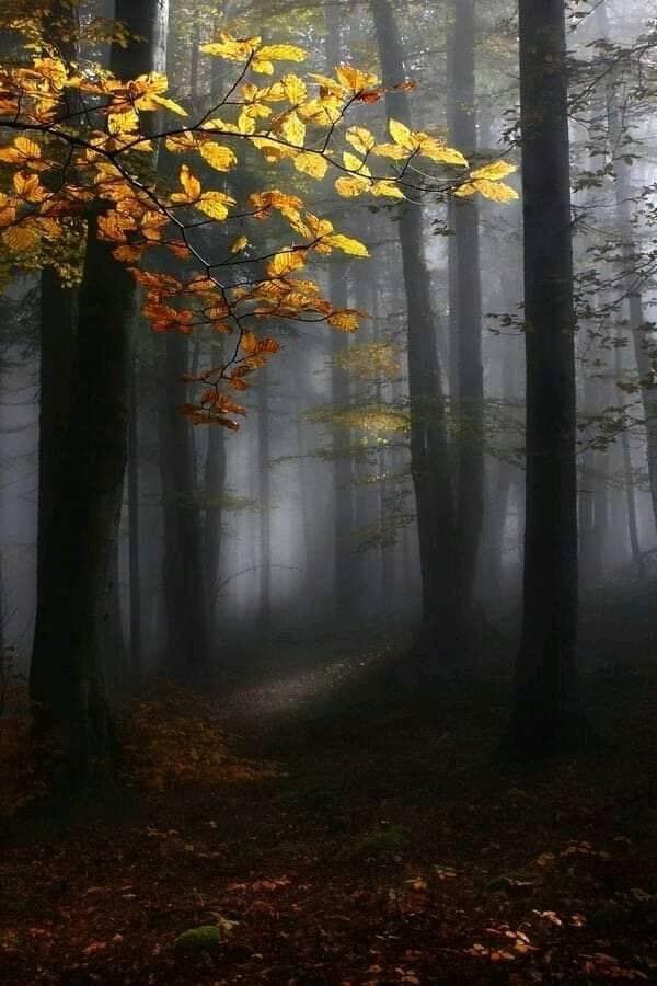 Осень. Фото Kristjan Rems