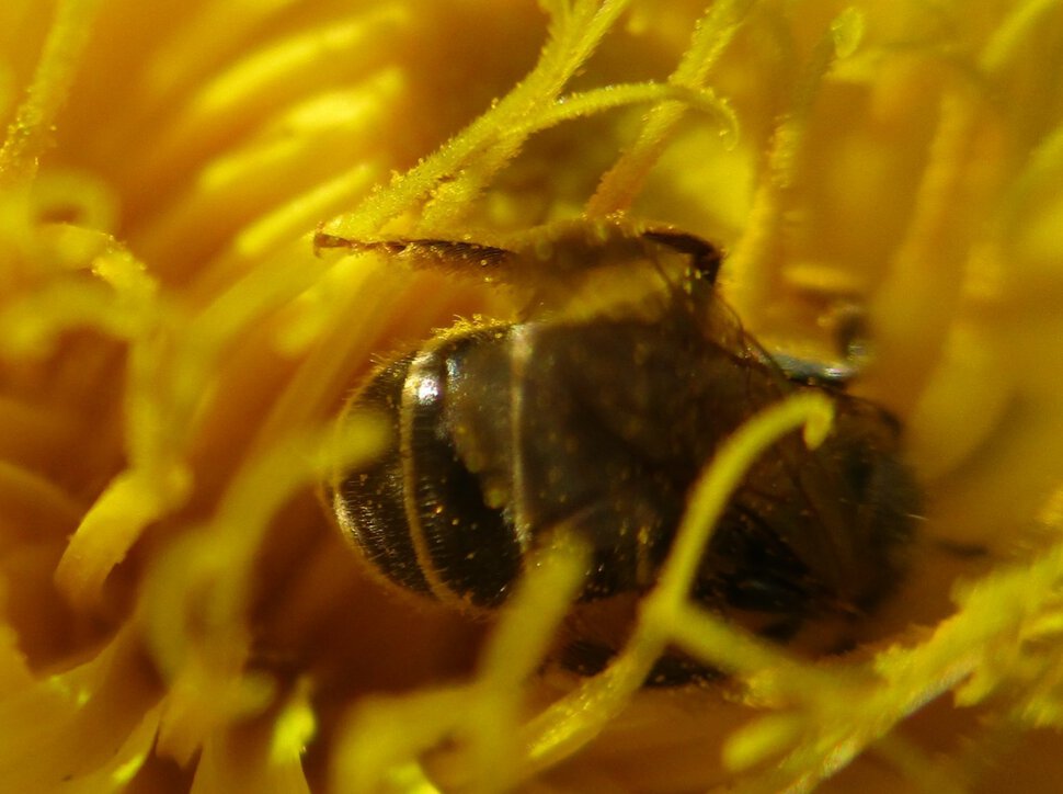 Пчёлка на одуванчике