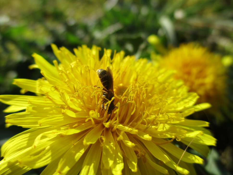 Пчёлка на одуванчике