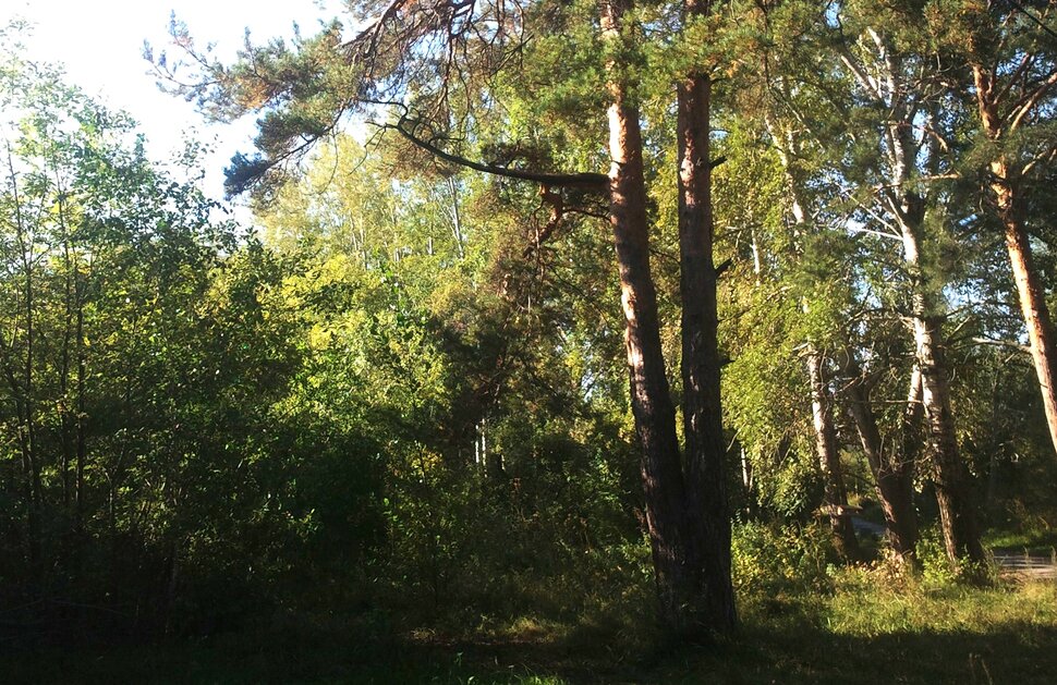 По лесочку