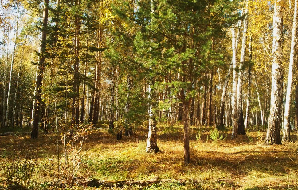 Солнечный осенний день в лесу