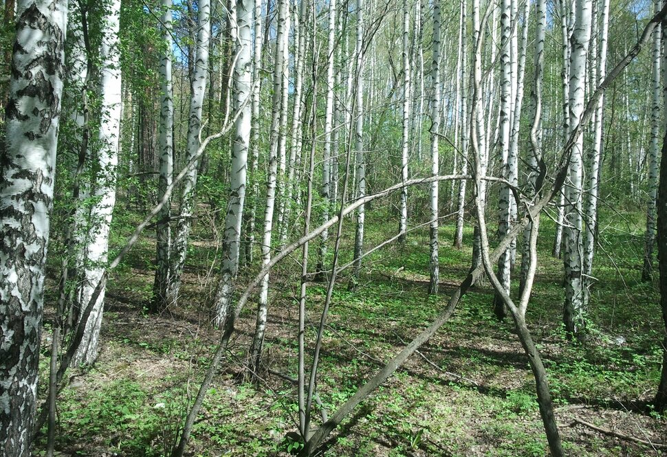 Весна