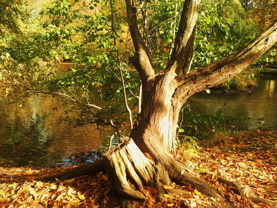 Деревце у озерца