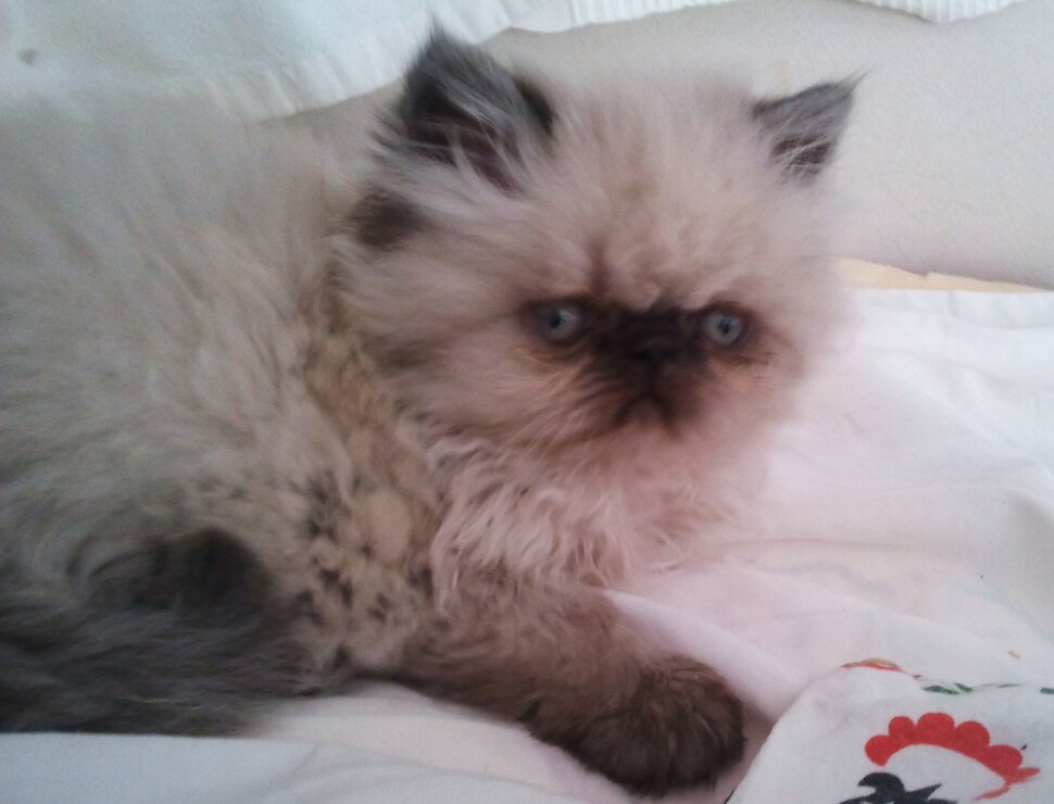 Про котенка