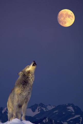 Картинки луна и волки
