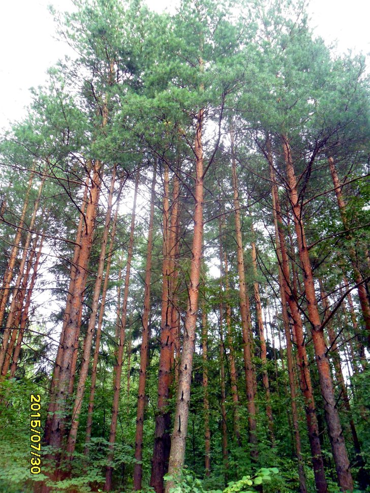 Шишкин летний лес
