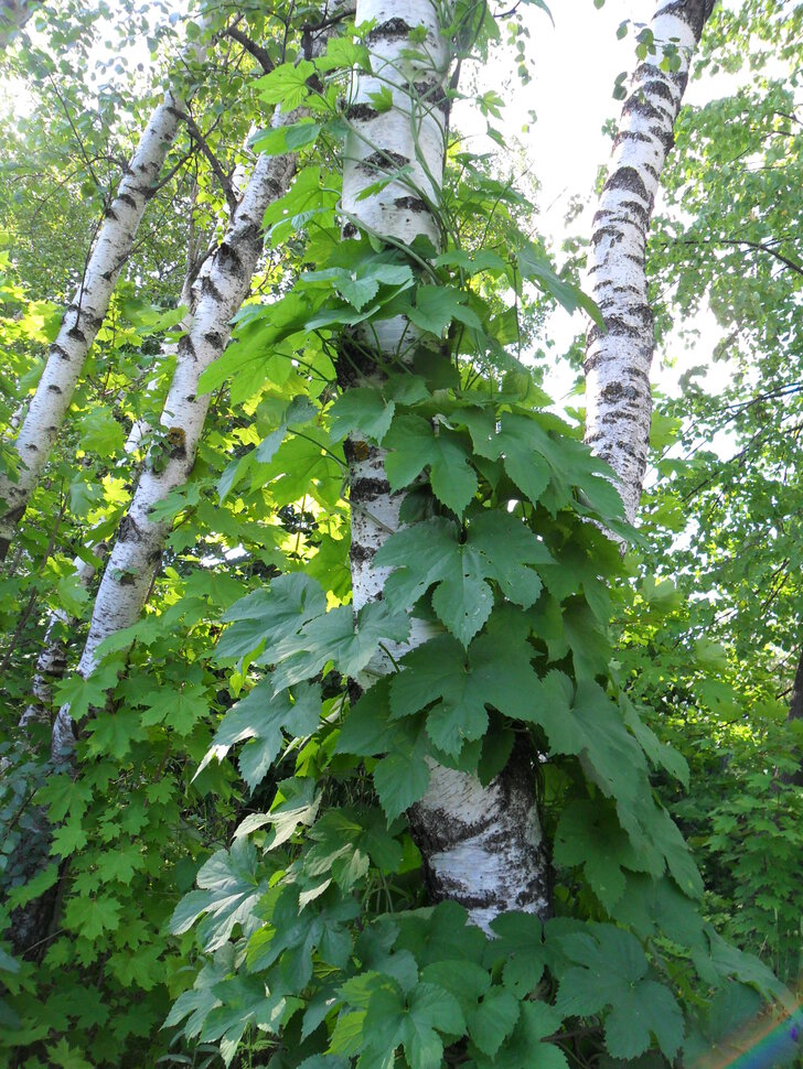 Чеховский летний лес,часть-I