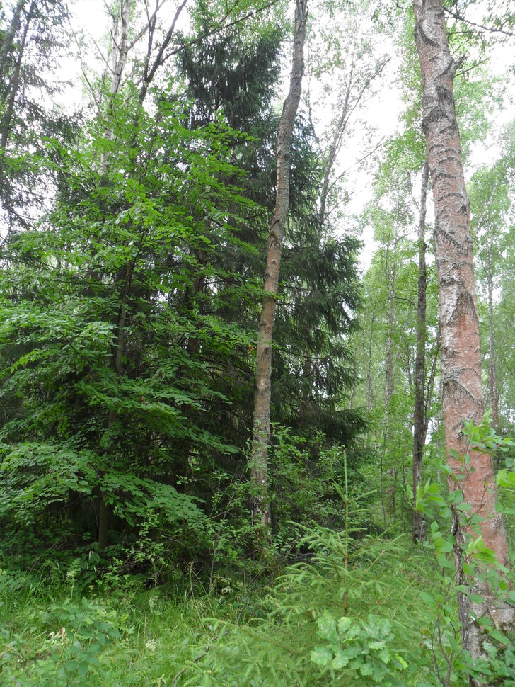 Чеховский летний лес,часть-I