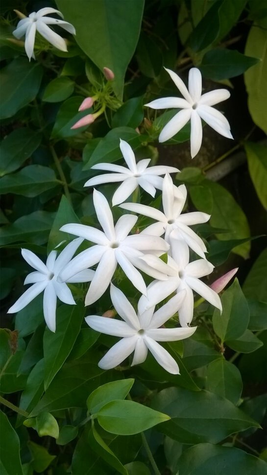 Эти белые цветы