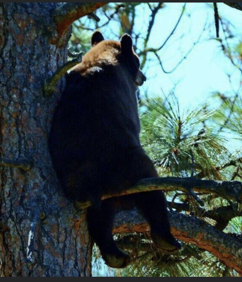 Медведь - царь леса