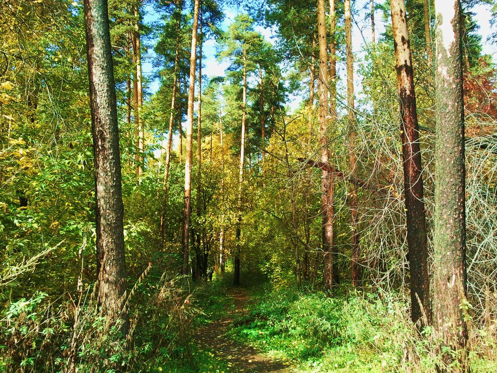 Неприметный вход в лес