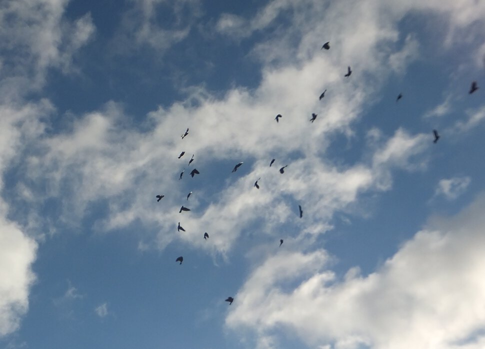 Птицы и небо
