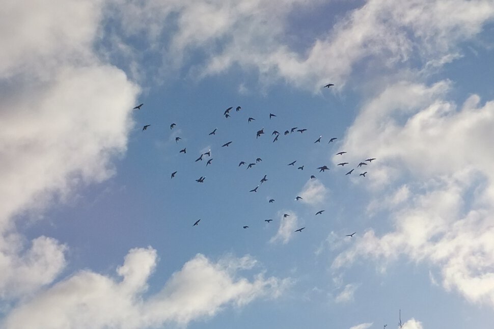 Птицы и небо