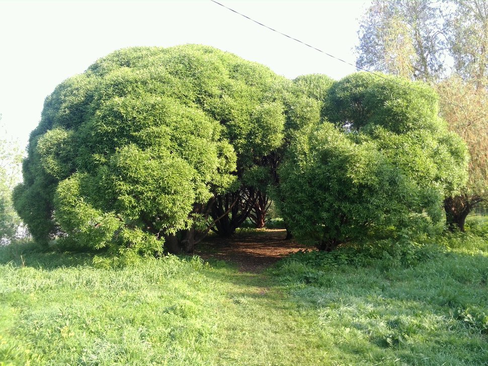 Кустик с пещерой