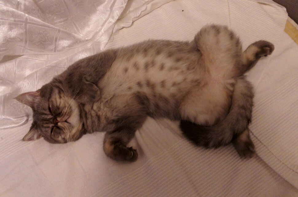 Про кота