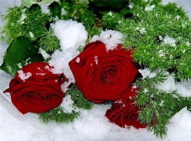 снежные розы