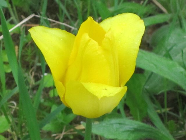 Желтый тюльпан