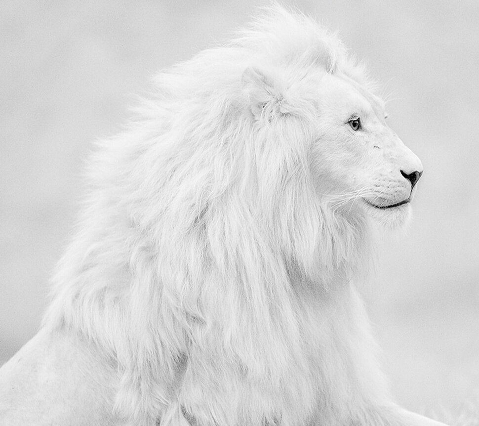 Белый и пушистый лев