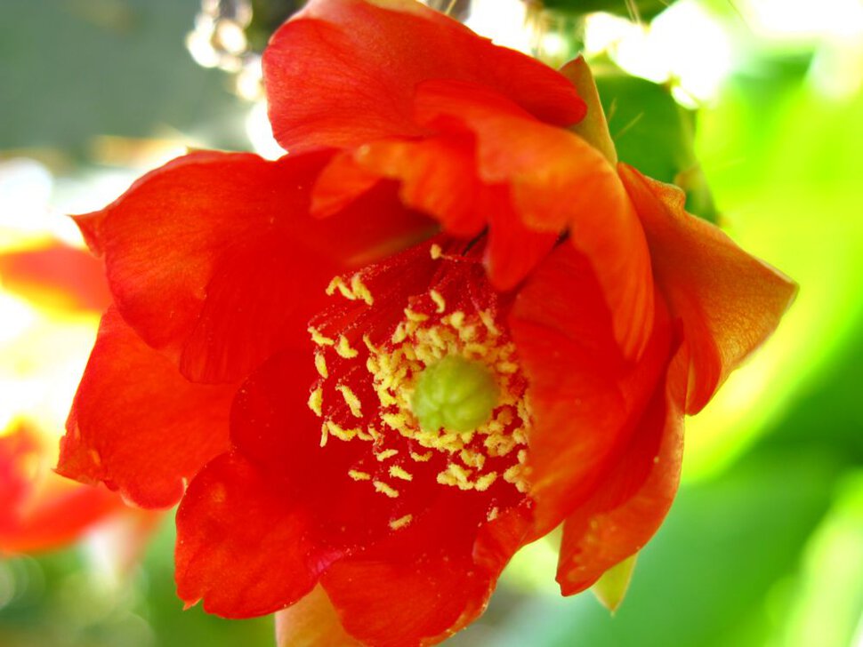 Красненький цветочек кактусового дерева