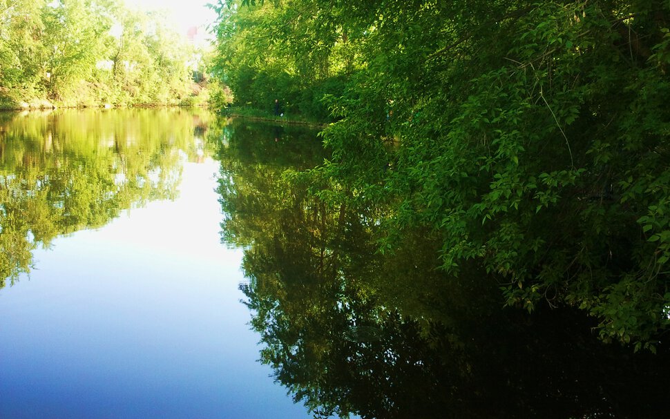 Лес в зеркальной воде