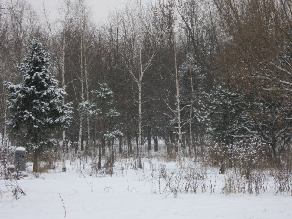 В зимнем парке