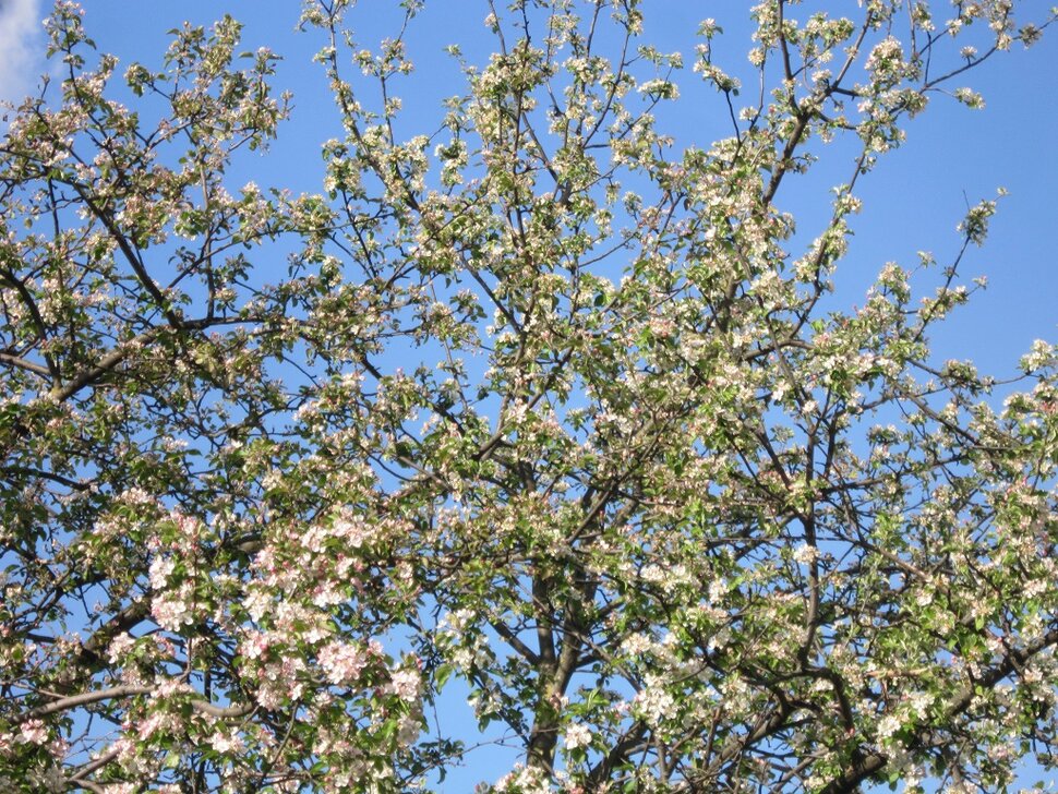 Яблоня в цвету - весны творенье