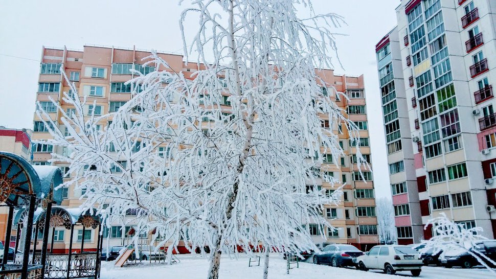 Берёзка белоснежная