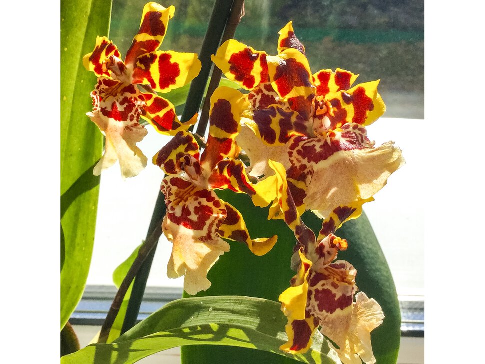 Орхидея Вилсонара