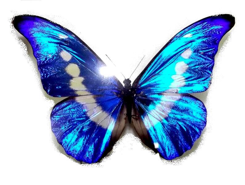 Открытка 10 - Перуанская бабочка