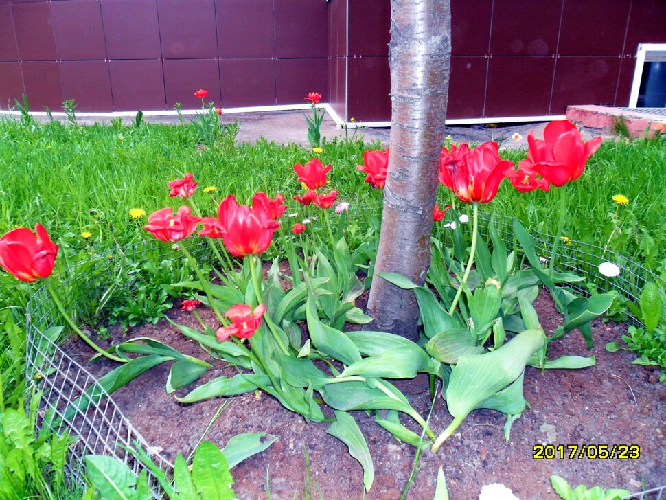 Tulipa Liliaceae -Тюльпаны Лилейные, Многолетние