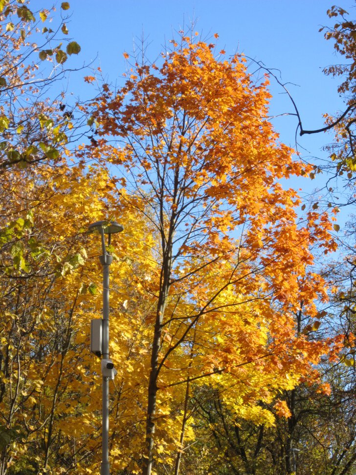 Золотая осень