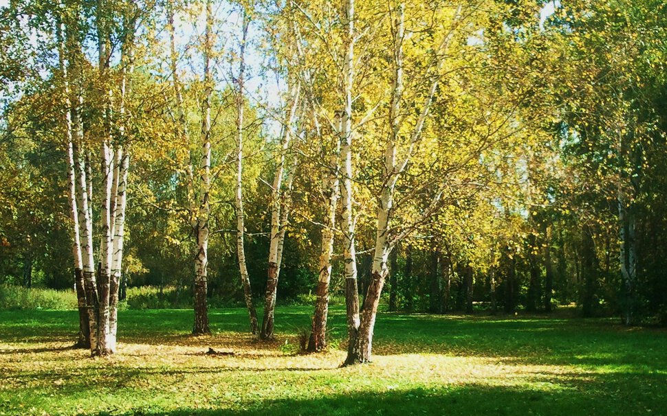Осенью у березок