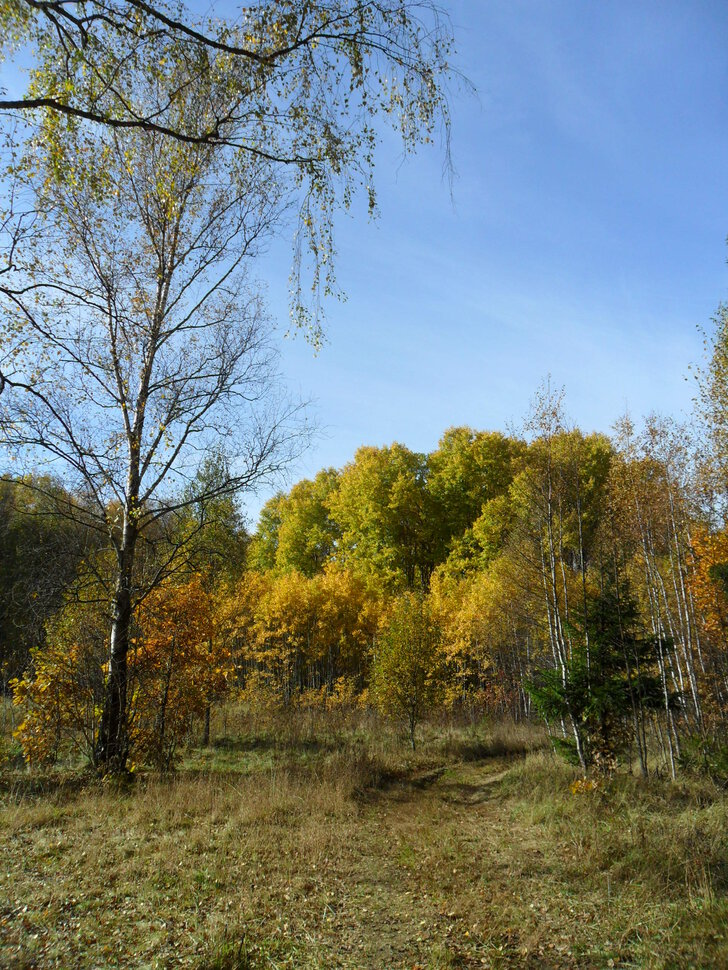 Солнцеликая осень в Чехове-III