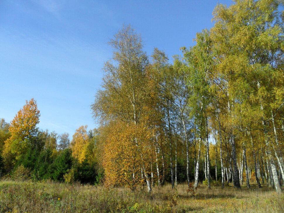 Солнцеликая осень в Чехове-III