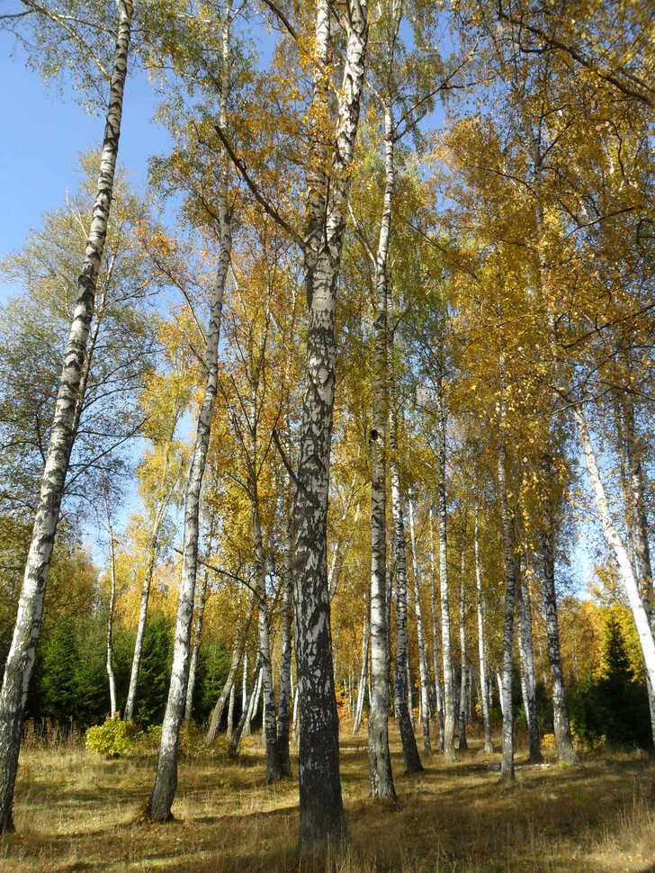 Солнцеликая осень в Чехове-III