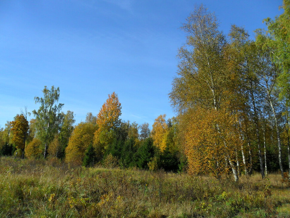 Солнцеликая осень в Чехове-III