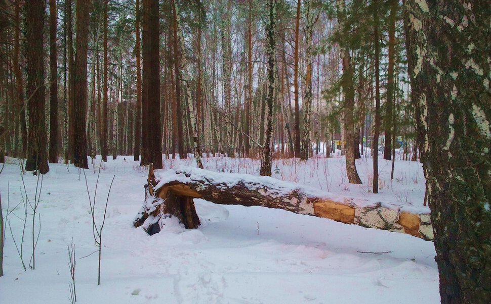 По зимнему лесу