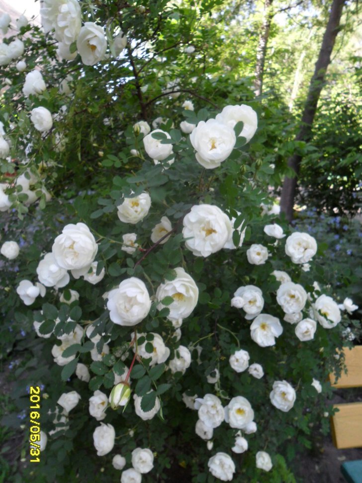 Rosa odorata