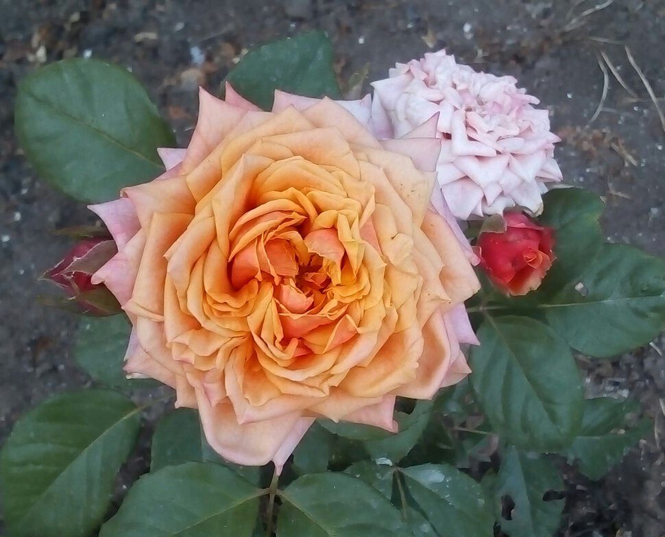 Желто-розово-оранжевая