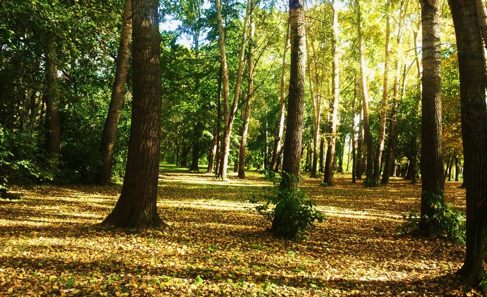 Ласковая осень