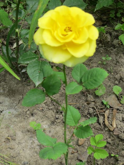 Жёлтая роза моя