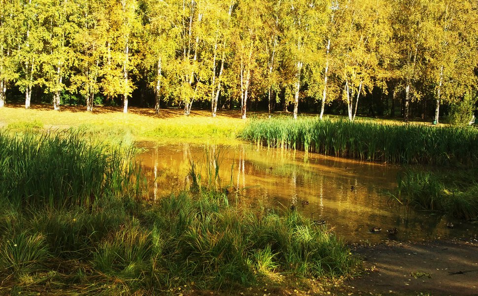 Осень у болотца